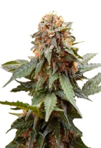 Fresh Candy Feminized Marijuana Seeds