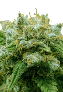Frosted Zin Autoflower Marijuana Seeds