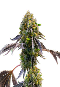 Fruit Autoflower Marijuana Seeds