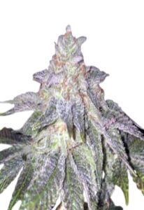 Fruit Loops Feminized Marijuana Seeds
