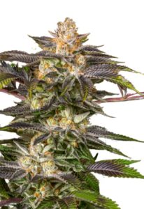 Fucking Incredible Feminized Marijuana Seeds