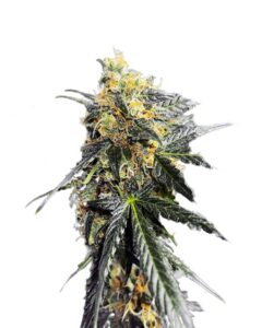 Garananimals Feminized Marijuana Seeds