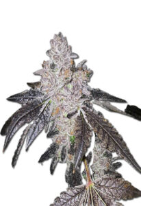 Gelato 48 Feminized Marijuana Seeds