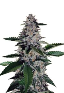Ghost Train Haze Feminized Marijuana Seeds