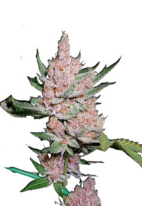 Glitter Glue Feminized Marijuana Seeds