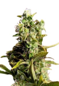 God’s Gift Feminized Marijuana Seeds