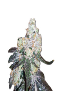 Gorilla Mint Feminized Marijuana Seeds