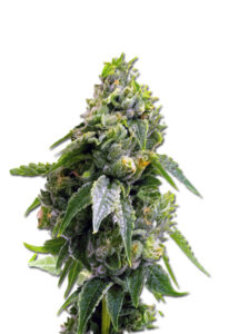 Gorilla Chip Feminized Marijuana Seeds