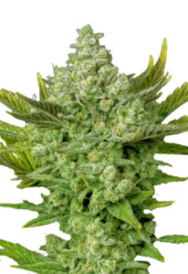 Gorilla Cookies Autoflower Marijuana Seeds