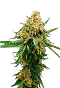 Gorilla G Lemon Feminized Marijuana Seeds