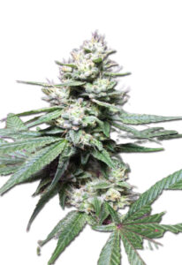 Gorilla Glue #4 Feminized Marijuana Seeds