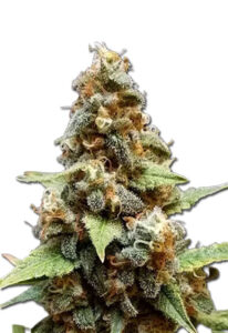 Gorilla Lemon Fire Feminized Marijuana Seeds