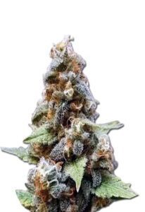 Gorilla Lemon Fire Regular Marijuana Seeds