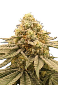 Gorilla Punch Feminized Marijuana Seeds