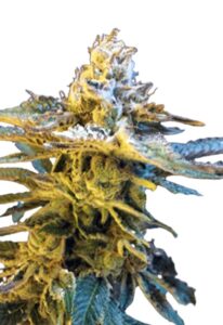 Granddaddy Black Feminized Marijuana Seeds