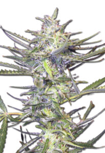 Grape Drink Autoflower Marijuana Seeds