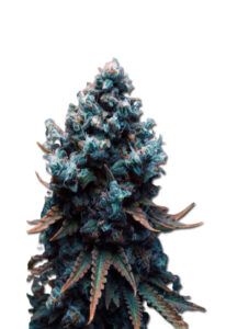 Grape Drink Feminized Marijuana Seeds