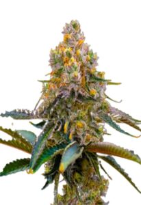 Grape Killer 99 Feminized Marijuana Seeds