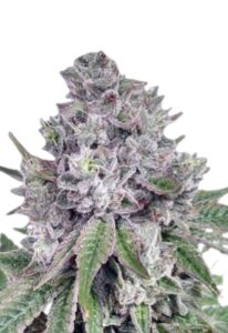 Grapeness Feminized Marijuana Seeds