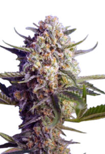 Green Dream Autoflower Marijuana Seeds