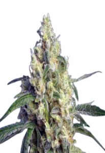 Green Dream Feminized Marijuana Seeds