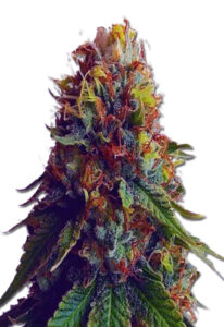 Green Goblin Feminized Marijuana Seeds