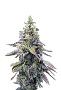 Green Apple Pie Feminized Marijuana Seeds
