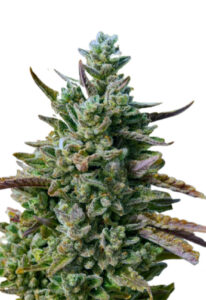 Guava Kush Autoflower Marijuana Seeds