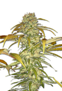 Hawaiian Skunk Feminized Marijuana Seeds
