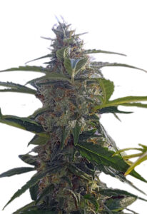 Headband Autoflower Marijuana Seeds