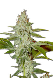 Hellfire OG Feminized Marijuana Seeds