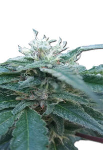 Hemlock Autoflower Marijuana Seeds