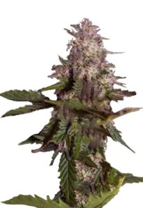 Himalaya Gold Feminized Marijuana Seeds