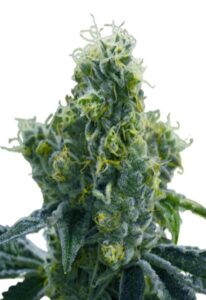 Ice Cream Cake Feminized Marijuana Seeds