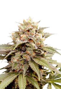 Ice Cream Breath Feminized Marijuana Seeds