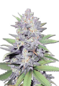 Jelly Bean Feminized Marijuana Seeds