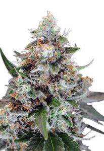 Hilly Billy Jean Feminized Marijuana Seeds