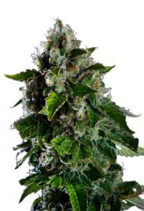 Kalashnikov Feminized Marijuana Seeds