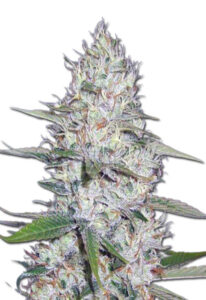 Kali Girl Autoflower Marijuana Seeds