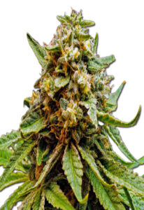 Killer Lemonade Auto (Fast) Marijuana Seeds