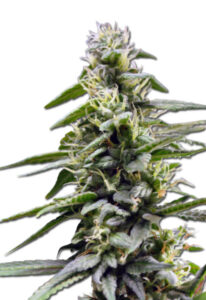 King’s Bread Autoflower Marijuana Seeds