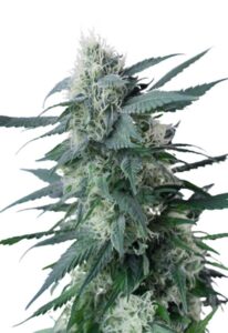 King’s Kush Feminized Marijuana Seeds