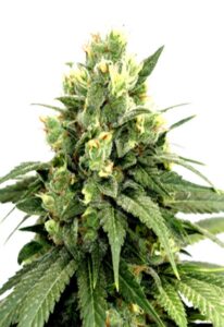 Kosher Cookies Feminized Marijuana Seeds