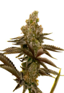 LSD Autoflower Marijuana Seeds