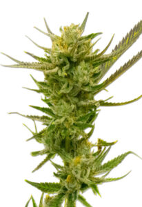 Lemon Autoflower Marijuana Seeds