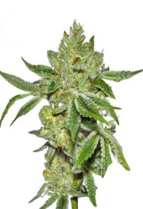 Lemon Diesel Feminized Marijuana Seeds