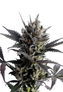 Lemon Haze Autoflower Marijuana Seeds