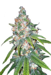 Lemon Haze Diesel Feminized Marijuana Seeds