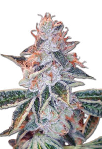 Lemon OG Feminized Marijuana Seeds