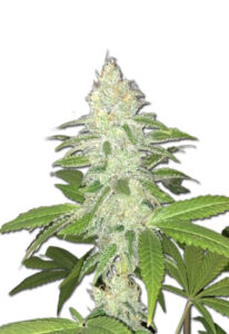 Lemon Sherbert Feminized Marijuana Seeds